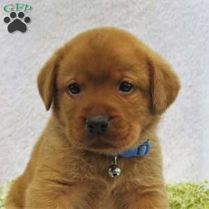 Redwood, Fox Red Labrador Retriever Puppy